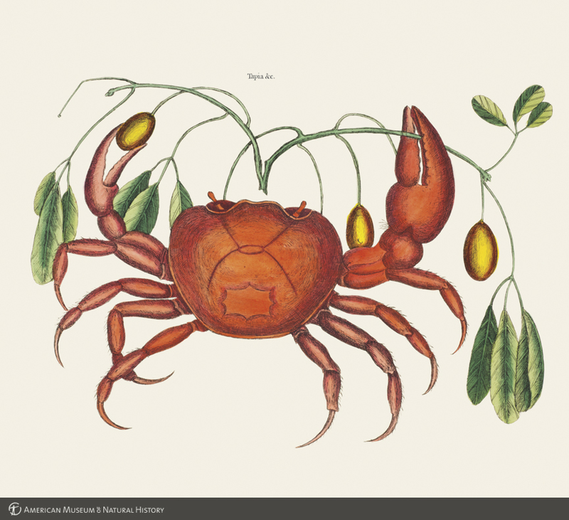 Land crab (Geocarcinus ruricola) from Catesby's  The natural history of Carolina, Florida, and the Bahama island