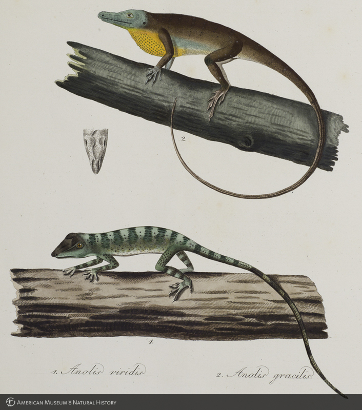 Anolis veridis and anolis gracilis from Wied's Abbildungen zur Naturgeschichte Brasiliens