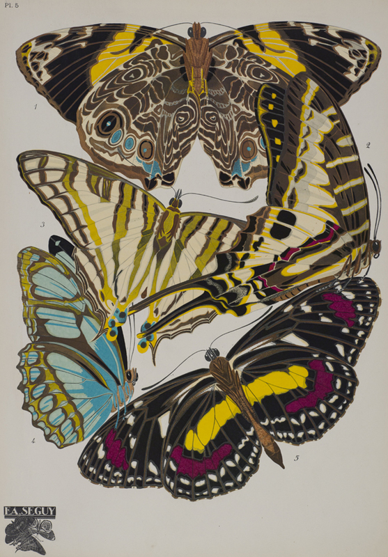 Butterflies, Plate 5 from Seguy's "Papillons"