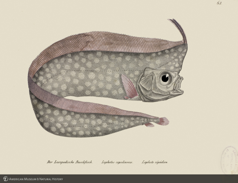 Mesopelagic crested oarfish from Schinz's Naturgeschichte und Abbildungen der Fische