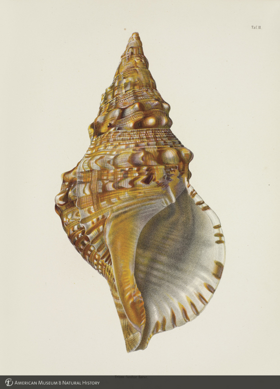 Saul's Japanese triton sea snail shell from Lischke's  Japanische Meeres-Conchylien