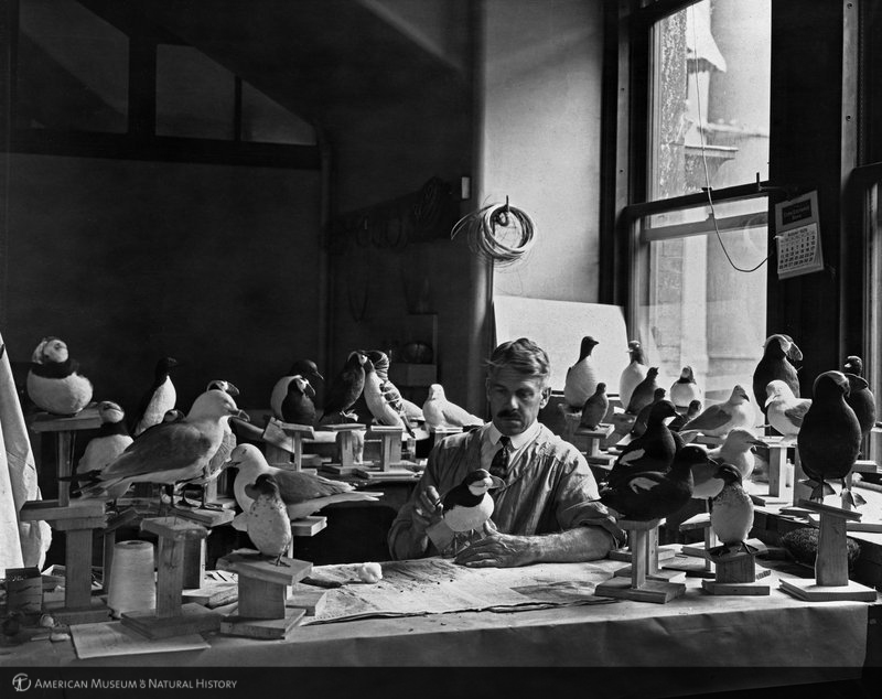 Raymond B. Potter preparing bird specimens for Diomede Bird Group, 1930 