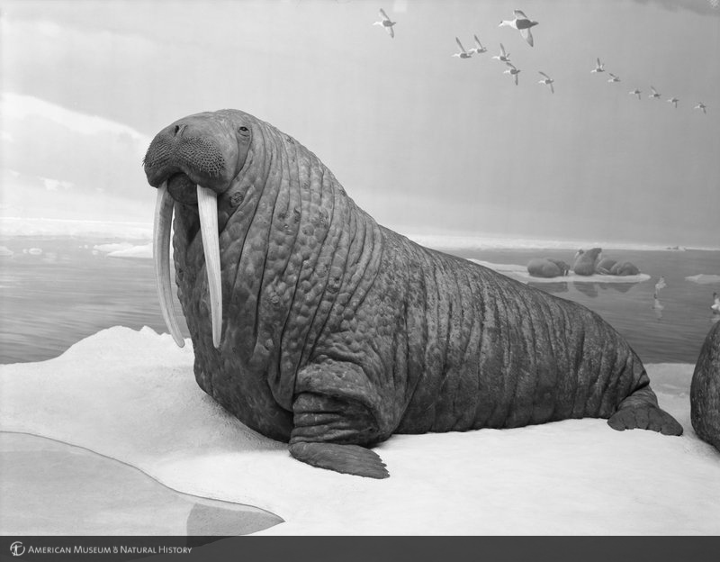 Walrus Group, Hall of Ocean Life, 1967