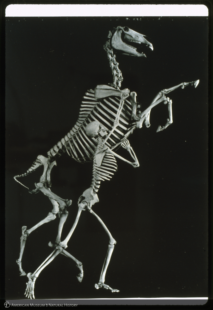 AMNH Research Library | Digital Special Collections | Mounted skeletons ...