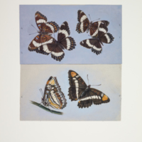 http://lbry-web-002.amnh.org/san/to_upload/titianbutterflies/b1083009_100.jpg