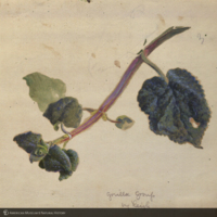 Leaves attached to stem, botanical illustration, for use in Gorilla Group, Akeley Hall of African Mammals