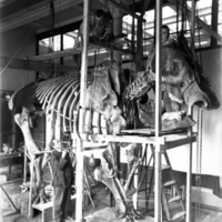 http://images.library.amnh.org/d/t/8x10/0001/00035356_l.jpg