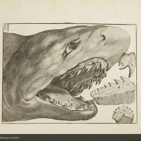 Bluntnose sixgill shark from Scilla's  De corporibus marinis lapidescentibus quae defossa reperiuntur 
