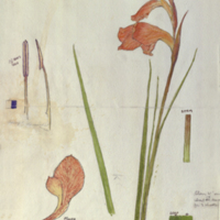 Ground orchid, botanical illustration with colors noted, for use in Leopard Group, Akeley Hall of African Mammals