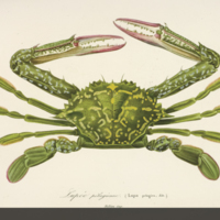 Green swimming crab from d'Orbigny's  Dictionnaire universel d'histoire naturelle