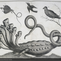 Hydra, lizard, and birds, illustration from Seba's Locupletissimi rerum naturalium thesauri accurata descriptio