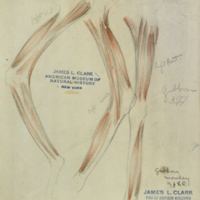 Musculature of gibbon, drawing for Hall of Asian Mammals