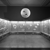 http://images.library.amnh.org/d/t/8x10/0001/00320862_l.jpg
