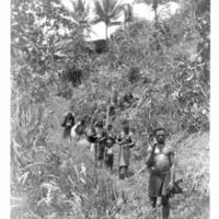 http://lbry-web-002.amnh.org/san/to_upload/Beck-PapuaNewGuinea/NG-5x7-prints/115623.jpg