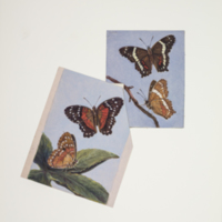 http://lbry-web-002.amnh.org/san/to_upload/titianbutterflies/b1083009_87.jpg