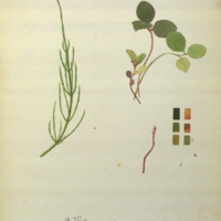 Plants, botanical illustration with colors noted, for use in Beaver Group, Hall of North American Mammals