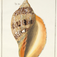 Voluta magnifica (Cymbiola magnifica) from Martini's Neues systematisches Conchylien-Cabinet