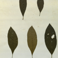 Plant specimens for use in Okapi Group, no. 2, Akeley Hall of African Mammals