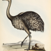 Rhea Darwinii from Darwin's The zoology of the voyage of H.M.S. Beagle