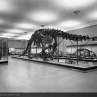 http://images.library.amnh.org/d/t/8x10/0001/00315932_l.jpg