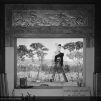 Painting background for Sable Antelope Group, Akeley Hall of African Mammals, 1933