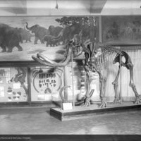 http://images.library.amnh.org/d/t/8x10/0001/00039131_l.jpg
