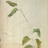 Neem tree, botanical illustration for use in Thamin Group, Hall of Asian Mammals
