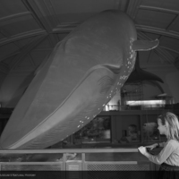 http://images.library.amnh.org/d/t/8x10/0002/00334000_l.jpg