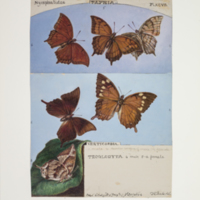 http://lbry-web-002.amnh.org/san/to_upload/titianbutterflies/b1083009_108.jpg