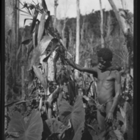 http://lbry-web-002.amnh.org/san/to_upload/Beck-PapuaNewGuinea/NG-5x7-negs/115560.jpg