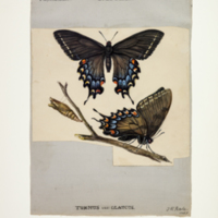http://lbry-web-002.amnh.org/san/to_upload/titianbutterflies/b1083009_1.jpg