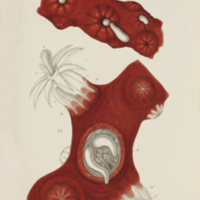 Red coral larvae from Lacaze-Duthiers's  Histoire naturelle du corail