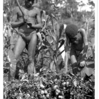 http://lbry-web-002.amnh.org/san/to_upload/Beck-PapuaNewGuinea/NG-5x7-prints/117453.jpg