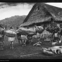 http://lbry-web-002.amnh.org/san/to_upload/Beck-PapuaNewGuinea/NG-5x7-negs/115743.jpg