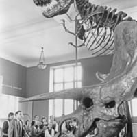 http://images.library.amnh.org/d/t/8x10/0002/00332023_l.jpg