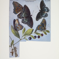 http://lbry-web-002.amnh.org/san/to_upload/titianbutterflies/b1083009_98.jpg