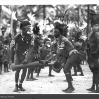 http://lbry-web-002.amnh.org/san/to_upload/Beck-PapuaNewGuinea/NG-5x7-prints/115668.jpg