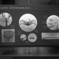 http://images.library.amnh.org/d/t/4x5/0001/02A10408_l.jpg