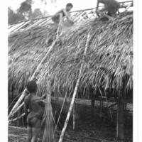 http://lbry-web-002.amnh.org/san/to_upload/Beck-PapuaNewGuinea/NG-5x7-prints/115735.jpg