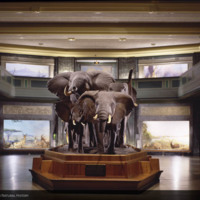 http://lbry-web-002.amnh.org/san/to_upload/photostudio/SF_Elephants.jpg