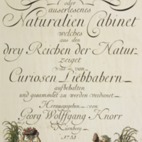 Frontispiece with ocean scene from Knorr's  Deliciae naturae selectae