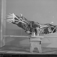 http://images.library.amnh.org/d/t/8x10/0002/00328471_l.jpg