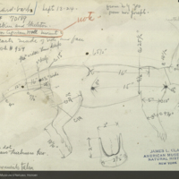 Aardvark, specimen measurement chart, from New York Zoo
