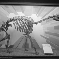 http://images.library.amnh.org/d/t/8x10/0002/00326412_l.jpg