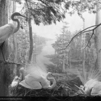 American Egret Group, Hall of North American Birds, 1966