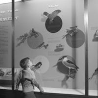 http://images.library.amnh.org/d/t/4x5/0001/002A6536_l.jpg