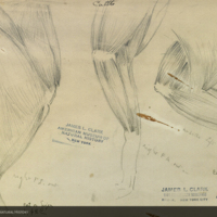 Musculature of cat or tiger limbs, drawing for Hall of Asian Mammals