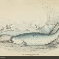 The narwhal or sea unicorn from Jardine's The naturalist's library