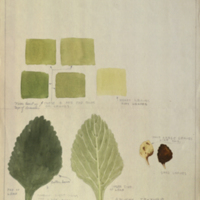 Leaves, botanical illustration with colors noted, for use in Klipspringer Group, Akeley Hall of African Mammals