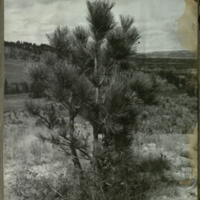 Pine tree, photograph for use in Mule Deer Group, Hall of North American Mammals